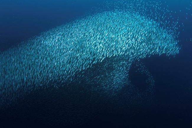 ماهي هاي ساردين