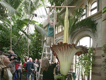 بزرگترین گل دنیا