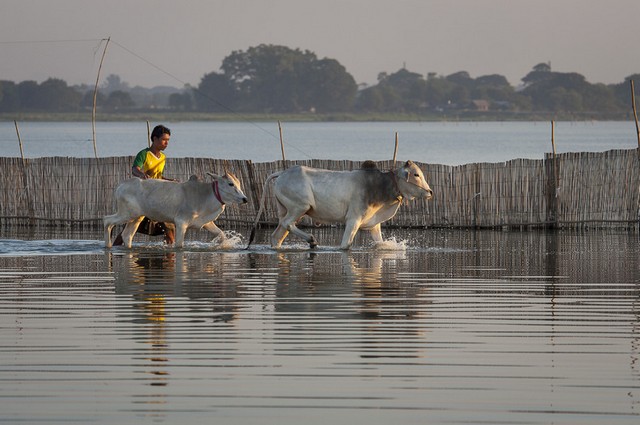 کشاورز برمه ای
