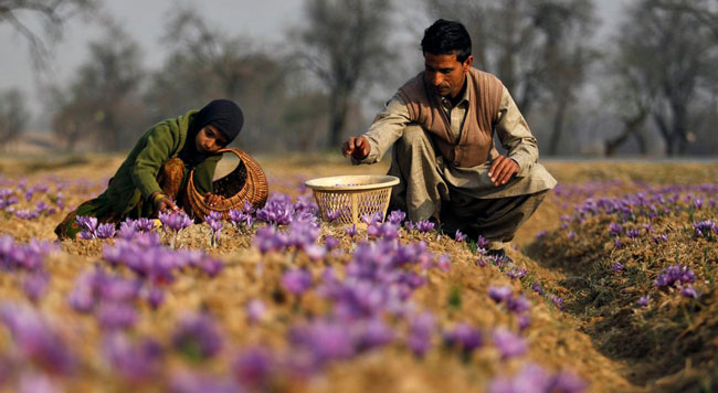 کشت زعفران