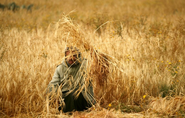 درو گندم در غزه