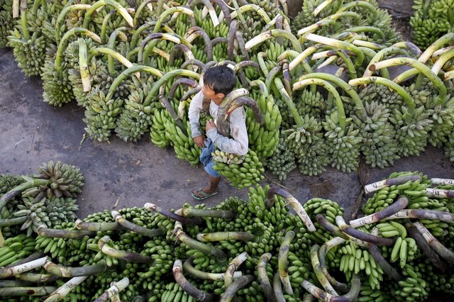باغ پرورش موز