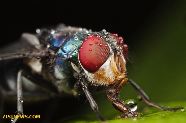 ماکروهای دیدنی(عکس)