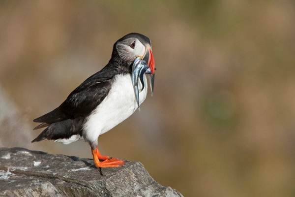 پرندگان کی دندان‌هایشان را از دست دادند؟