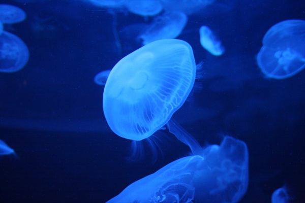 این تصاویر زیبا را ببینید!