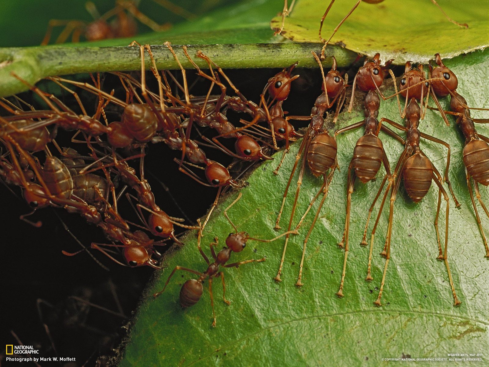 از نشنال جئوگرافیک(عکس)