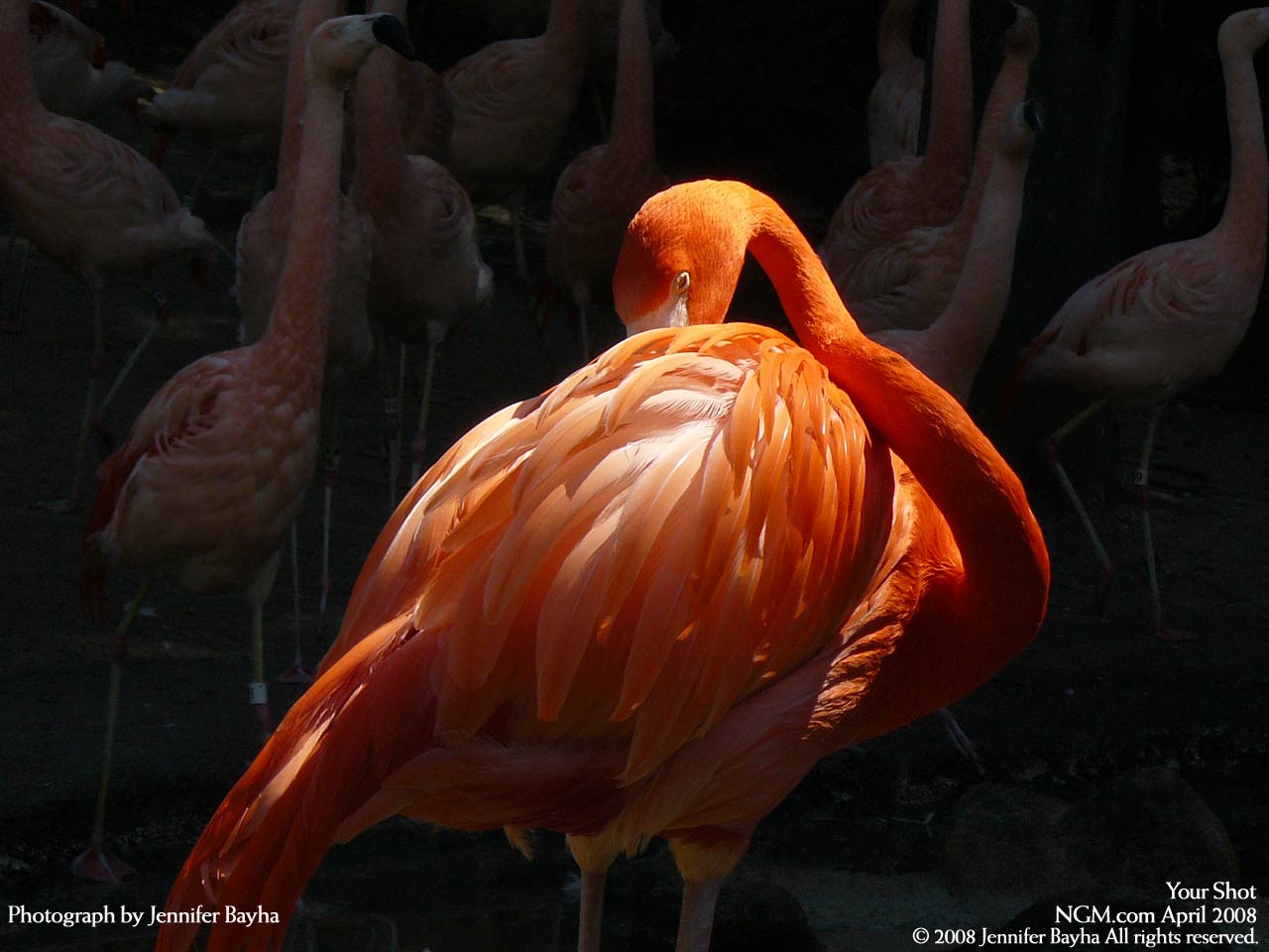 دنیای حیوانات(عکس)