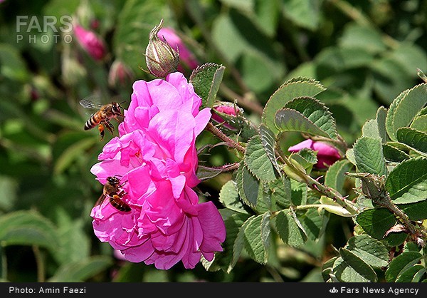 گلاب‌گیری در فارس (عکس)