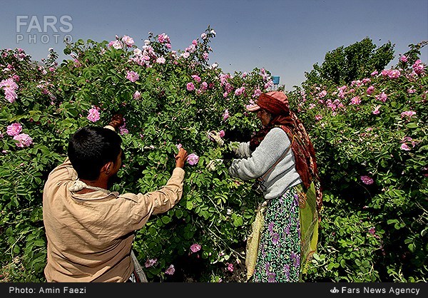 گلاب‌گیری در فارس (عکس)