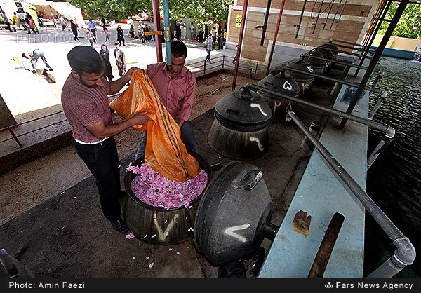 گلاب‌گیری در فارس (عکس)