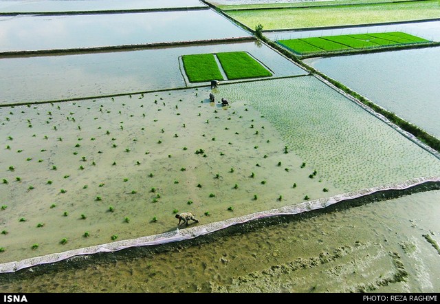نشاکاری برنج در قائمشهر (عکس)