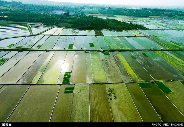 نشاکاری برنج در قائمشهر (عکس)