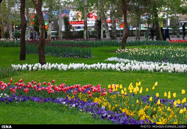 زیبایی گل‌های پیازی - مشهد (عکس)