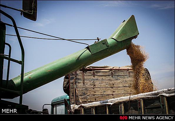 برداشت گندم - گرگان (عکس)