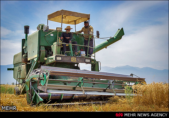 برداشت گندم - گرگان (عکس)