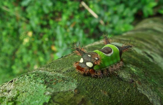 کرمی شبیه عروسک! (عکس)