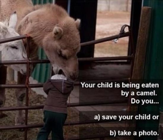 شتر سر کودک را خورد و ...! (عکس)