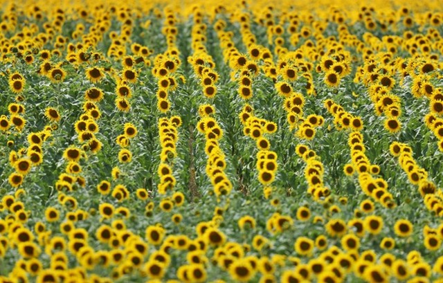 دیدنی های امروز