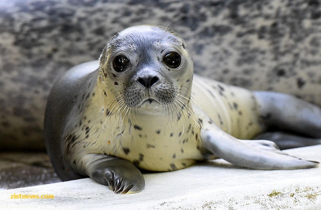 نگاه دوست داشتنی!(عکس)