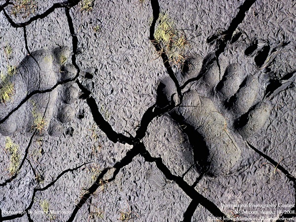 این تصاویر زیبا را ببینید!