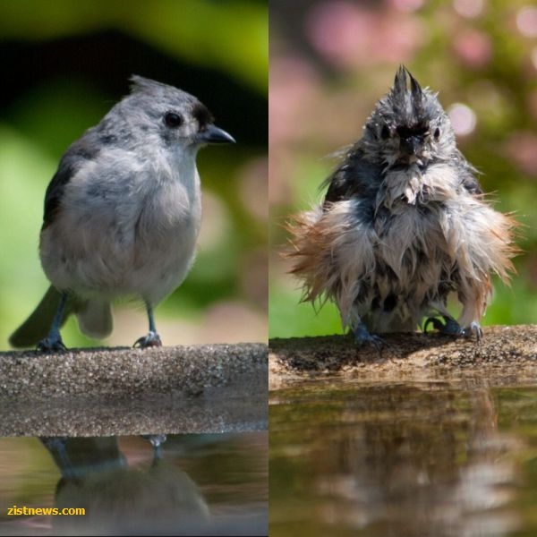 بدون شرح(عکس)