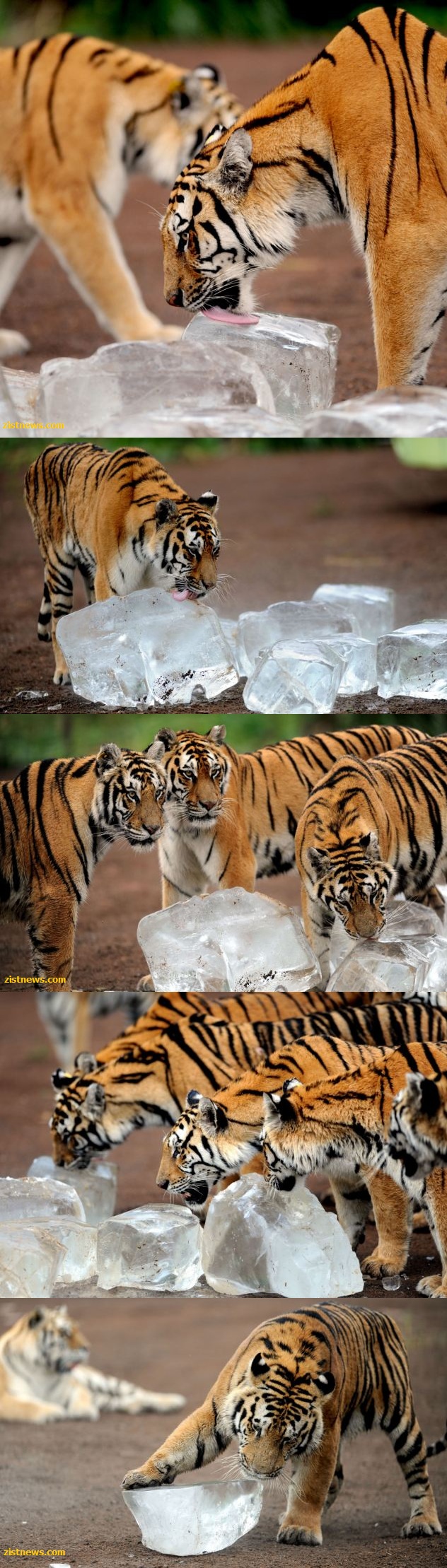 تفریح تابستانی ببرها!(عکس)