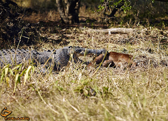 اسبی که طعمه تمساح شد (عکس)