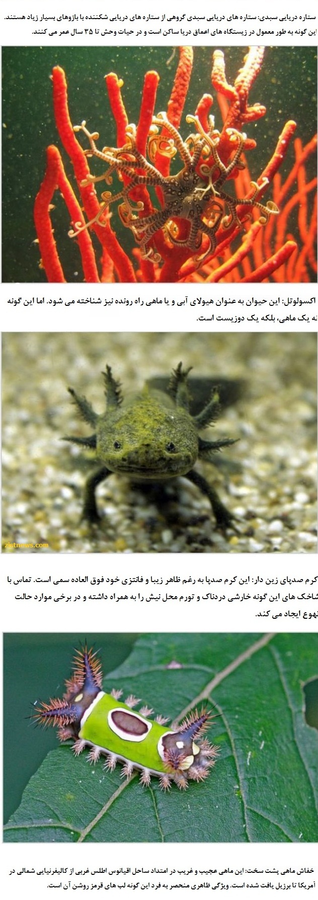 عجیب و غریب های حیات وحش!(+عکس)