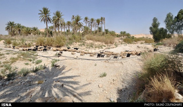 خشکسالی در نخلستان‌های ایلام (+عکس)