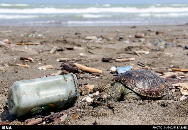 دپوی زباله‌ها در ساحل مازندران (عکس)