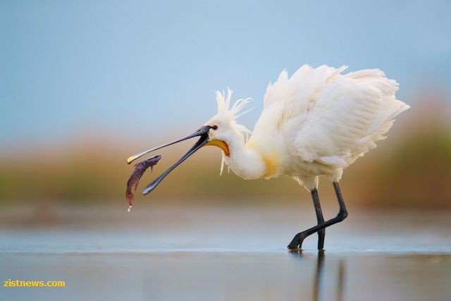 بدون شرح(عکس)