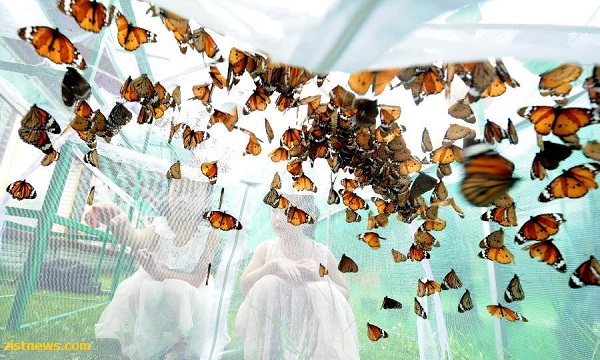 جشنواره پروانه(عکس)