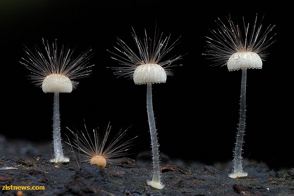 قارچ های شگفت انگیز(عکس)