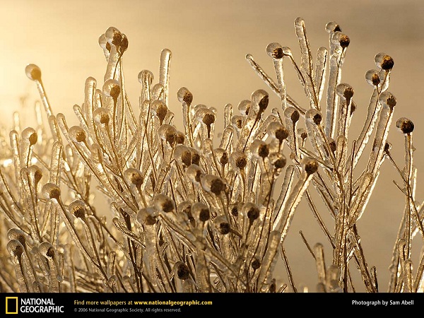 این تصاویر زیبا را ببینید!