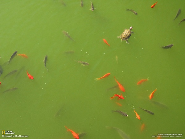 منتخبی از نشنال جئوگرافیک(عکس)