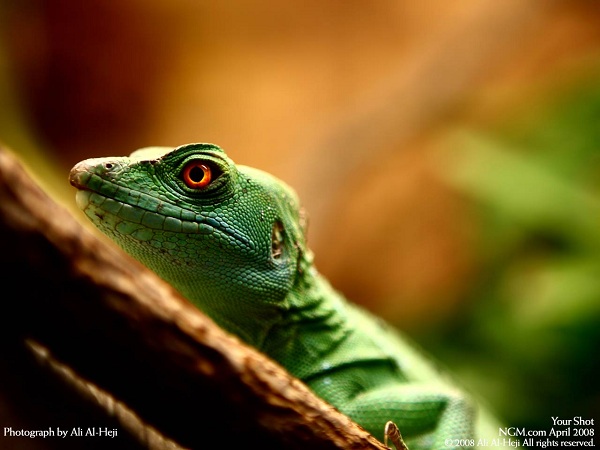 دنیای حیوانات(عکس)