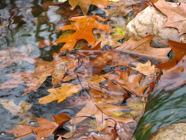 پاییزی(عکس)