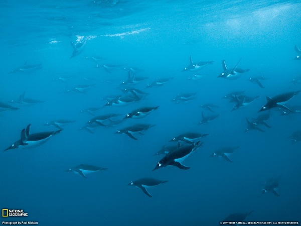 از نشنال جئوگرافیک(عکس)