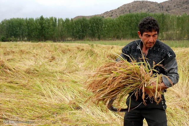 برداشت برنج در آذربایجان (عکس)