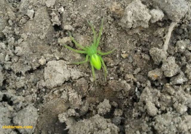 طبیعی ترین رنگ آمیزی های جهان(عکس)