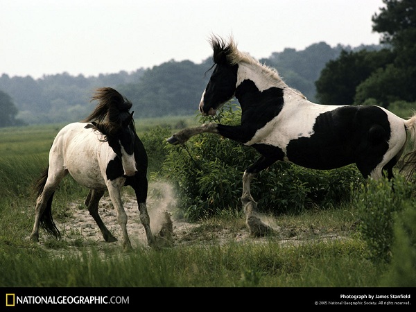 از نشنال جئوگرافیک(عکس)
