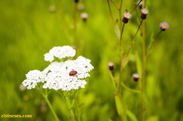 طبیعت کانادا از دریچه دوربین(عکس)