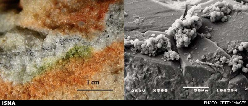 قارچهایی که شرایط شبهمریخی را تاب آوردند قارچهایی که شرایط شبهمریخی را تاب آوردند