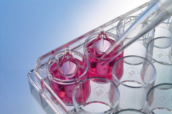 شناسایی پایه‌ای‌ترین شکل سلول‌های بنیادی خونی