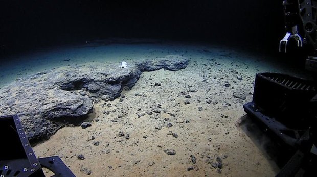 گونه ای جدید از آبزیان در اقیانوس آرام کشف شد