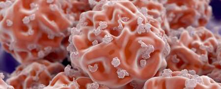 شناسایی گونه جدیدی از سلول های بنیادی