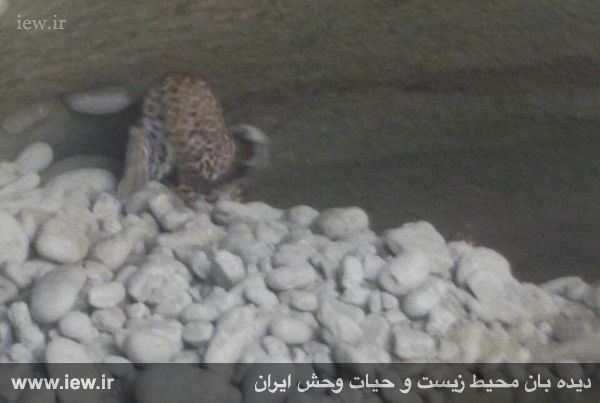 نجات یک پلنگ با تلاش محیط بانان هرمزگانی