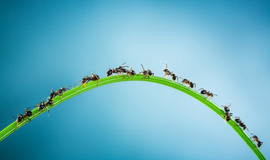 کنترل ترافیک با الهام از مورچه‌ها