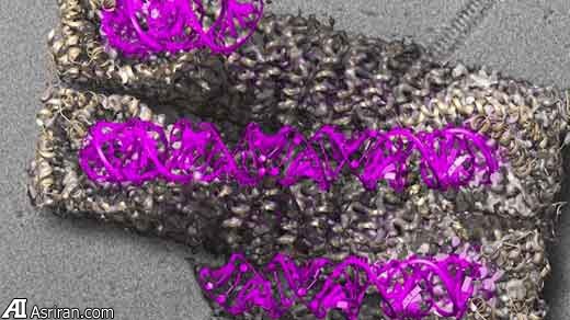 ویروس تقریبا فناناپذیر ابزاری برای مقابله با بیماری‌ها