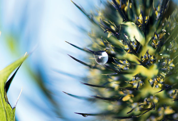 ۶ ایده خلاقانه عکاسی ماکرو در بهار و تابستان